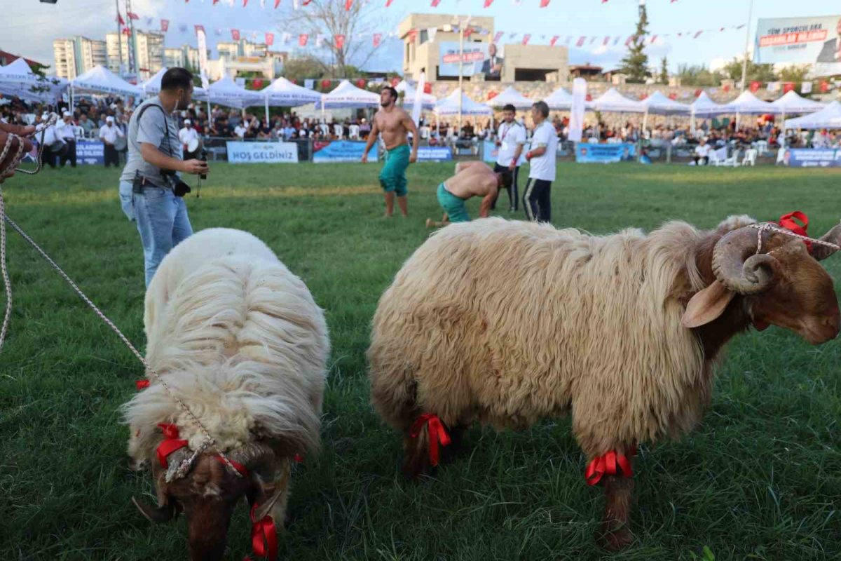 Kozan’da başpehlivan Efe Anıl Al oldu - Foto 3