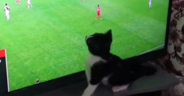 Fanatik kedinin Dünya Kupası tutkusu